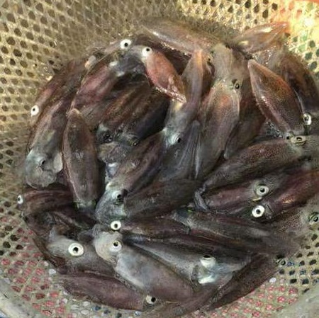 Đặc sản mực nháy Cửa Lò