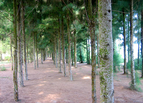 rang_phi_lao_cua_lo