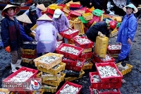 Cảng cá Cửa Lò một sớm mai