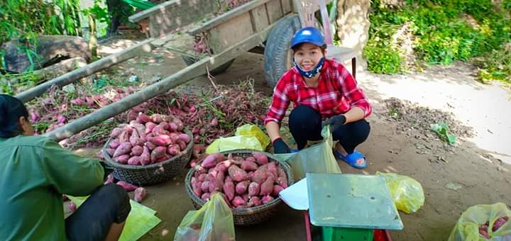 Cửa Lò “được mùa Khoai lang ruột vàng”